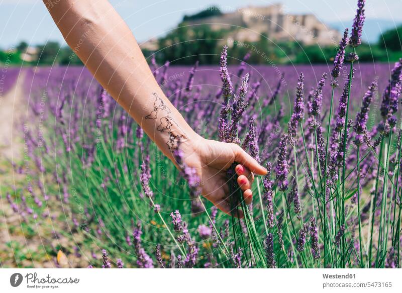 Frankreich, Provence, Grignan, Frauenarm mit Weltkarten-Tätowierung in einem Lavendelfeld weiblich Lavandula Tattoo Tätowierungen Tatoos Taetowierung Tattoos