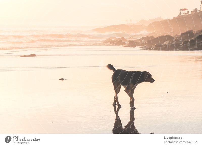 Strandspaziergang Landschaft Wasser Himmel Sommer Schönes Wetter Wellen Küste Meer Hund 1 Tier gelb gold orange rosa rot schwarz Farbfoto Gedeckte Farben