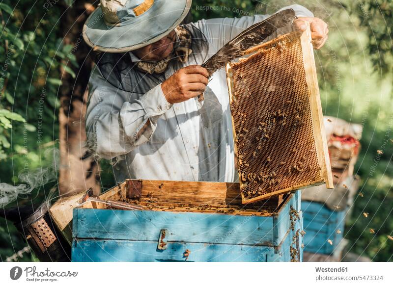 Russland, Imker kontrolliert Rahmen mit Honigbienen halten Bienenzüchter Bienenzuechter Bienenwabe Bienenwaben Honigwabe Honigwaben Mann Männer männlich