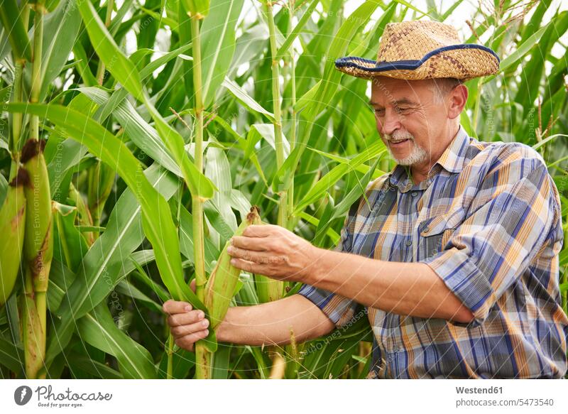 Landwirt im Maisfeld bei der Prüfung von Maispflanzen Bauer Landwirte Bauern Maisfelder prüfen Kontrolle Untersuchung kontrollieren pruefen Feld Felder