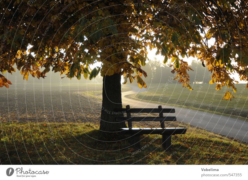Bank im Herbst Natur Landschaft Schönes Wetter Baum Feld Wege & Pfade braun gelb gold grün Stimmung Hoffnung Glaube Traurigkeit Farbfoto Außenaufnahme Abend