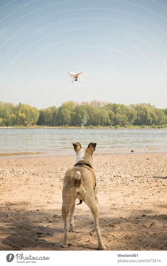 Hund beobachtet Drohne, die an einem Fluss fliegt Drohnen zusehen zusehend Fluesse Fluß Flüsse fliegen fliegend schauen Gewässer Wasser Rhein Rückansicht
