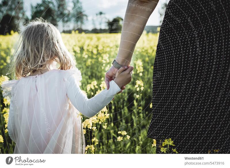 Rückenansicht des kleinen Mädchens zu Fuß mit ihrer Mutter Hand in Hand in Rapsfeld Rapsfelder Mami Mutti Mütter Mama weiblich gehen gehend geht Feld Felder