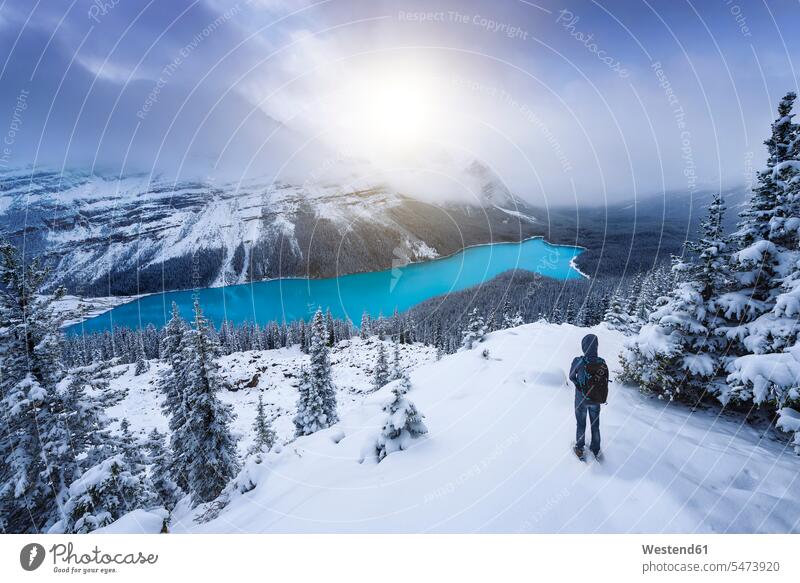 Kanada, Alberta, Banff National Park, Peyto Lake, Mann genießt die Aussicht Männer männlich Ausblick Ansicht Überblick genießen geniessen Genuss See Seen