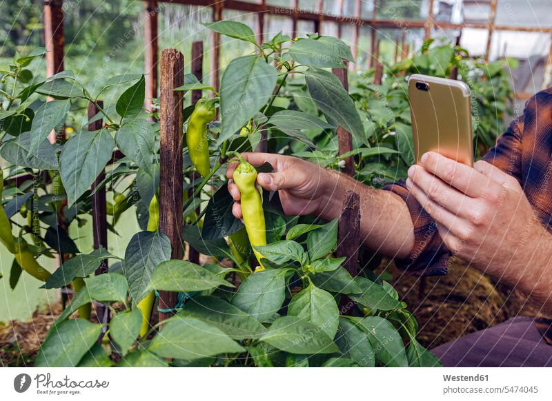 Mann fotografiert frische Chilischote per Smartphone in Bio-Bauernhof Farbaufnahme Farbe Farbfoto Farbphoto Außenaufnahme außen draußen im Freien Tag