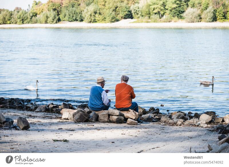 Zwei alte Freunde sitzen am Flussufer und beobachten Schwäne zuschauen ansehen Beste Freunde Bester Freund sitzend sitzt Schwan Cygnus Schwaene Freundschaft