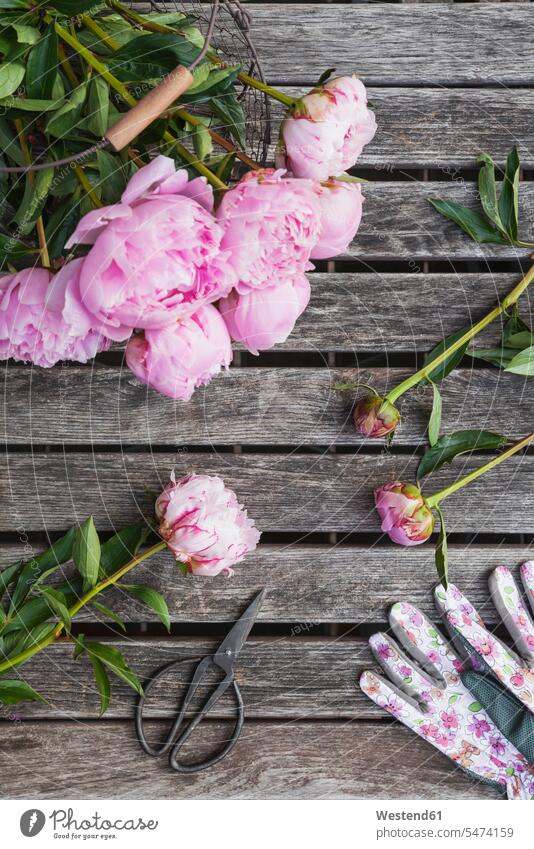 Pfingstrosen im Korb auf dem Gartentisch mit Astschere und Gartenhandschuhen Deutschland Textfreiraum pink pinkfarben rosa selbstgemacht selbstgemachte