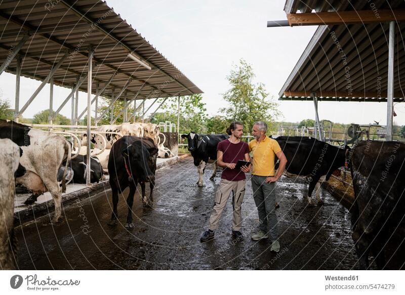 Erwachsener Landwirt mit erwachsenem Sohn im Kuhstall auf einem Bauernhof Job Berufe Berufstätigkeit Beschäftigung Jobs Landwirte Tiere Tierwelt Mammalia