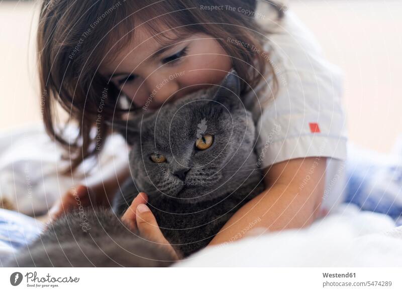 Kleines Mädchen kuschelt graue Katze auf dem Bett Tiere Tierwelt Haustiere Katzen Betten knuddeln schmusen Kuss Küsse innig nah Farben Farbtoene Farbton