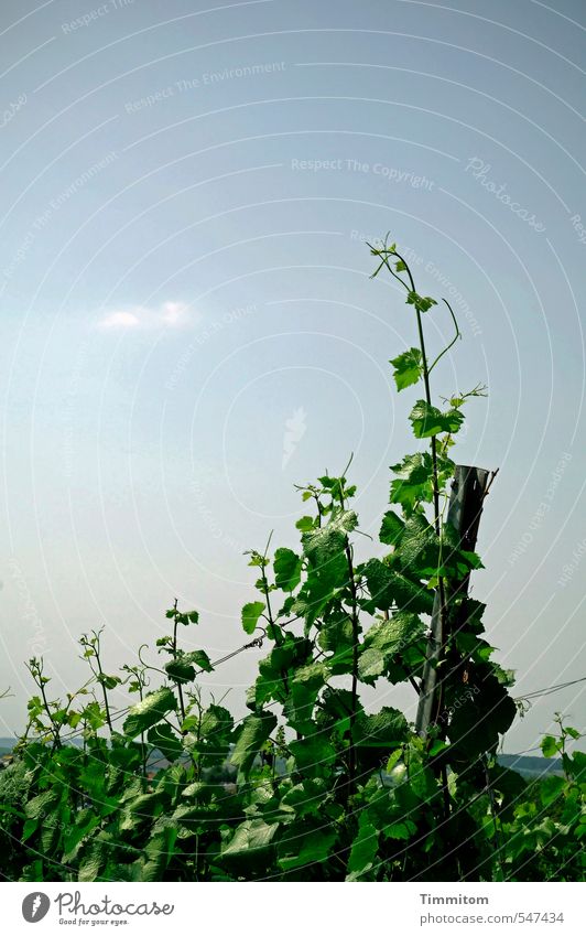 !Trash! 2015 | Schwäbischer Wein. Umwelt Natur Pflanze Himmel Sommer Schönes Wetter Weinberg Draht Metall Wachstum natürlich blau grün Farbfoto Weinblatt