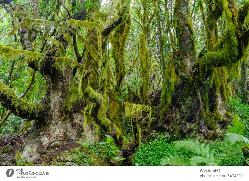Spanien, Kanarische Inseln, La Gomera, Moosbedeckte Bäume im Garajonay-Nationalpark Außenaufnahme außen draußen im Freien Tag Tageslichtaufnahme