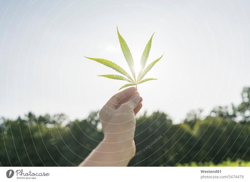 Hanfblatt gegen blauen Himmel in der Hand halten sonnig Sonnenstrahlen Drogen Rauschmittel Suchtmittel Cannabis Hasch Marihuana Leute Menschen People Person