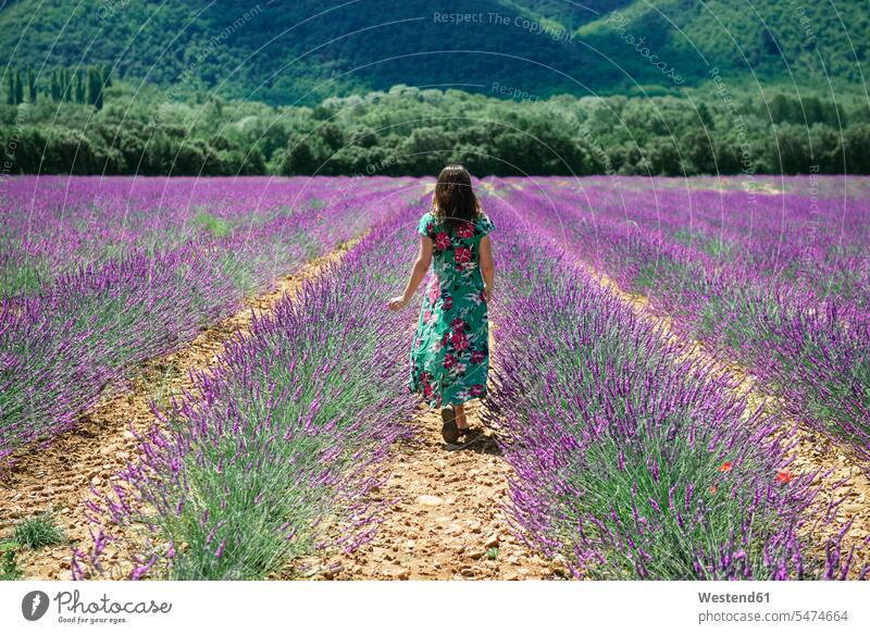 Frankreich, Provence, Hochebene von Valensole, Frau, die im Sommer zwischen Lavendelfeldern spazieren geht Sommerzeit sommerlich gehen gehend Lavandula weiblich