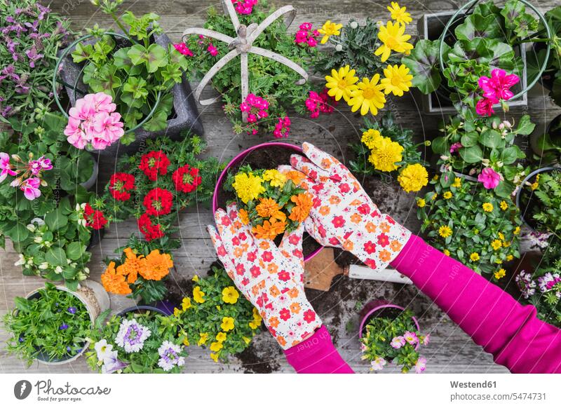 Hände einer Frau pflanzen große Vielfalt von Sommerblumen Außenaufnahme außen draußen im Freien Draufsicht von oben Aufsicht Vogelperspektive Ausschnitt