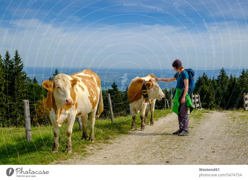 Deutschland, Oberbayern, Chiemgau, Junger Wanderer streichelt Kuh auf einer Weide Kühe Kuehe Alm Alp Bergweide Almen Bergweiden Alpe Textfreiraum