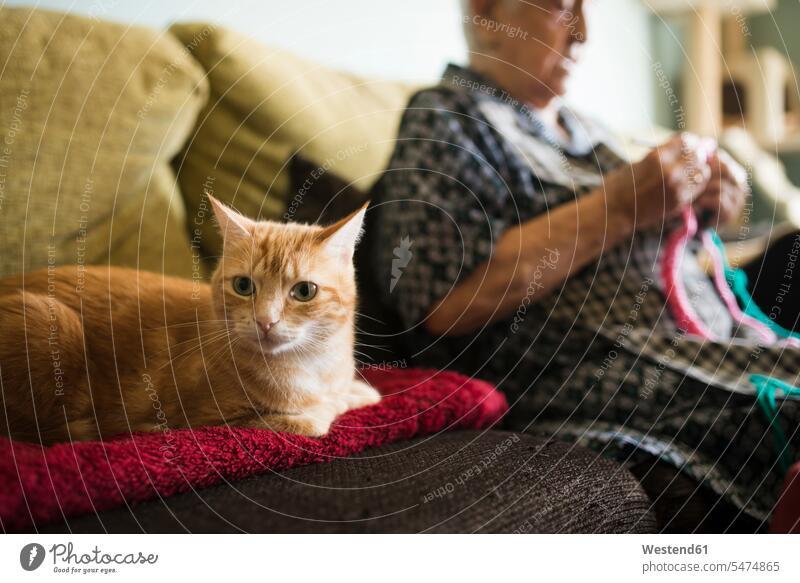 Porträt der Katze auf der Couch mit älteren Frau häkeln im Hintergrund Europäer Kaukasier Europäisch kaukasisch Freizeitbeschäftigung Freizeitbeschaeftigung