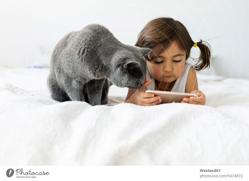 Porträt eines auf dem Bett liegenden kleinen Mädchens mit grauem britischen Kurzhaar, das auf ein Smartphone schaut Tiere Tierwelt Haustiere Katzen Betten