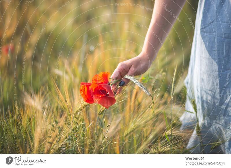 Junge Frau pflückt mit der Hand Blüten-Mohn-Blüten auf landwirtschaftlichem Feld Farbaufnahme Farbe Farbfoto Farbphoto Außenaufnahme außen draußen im Freien Tag