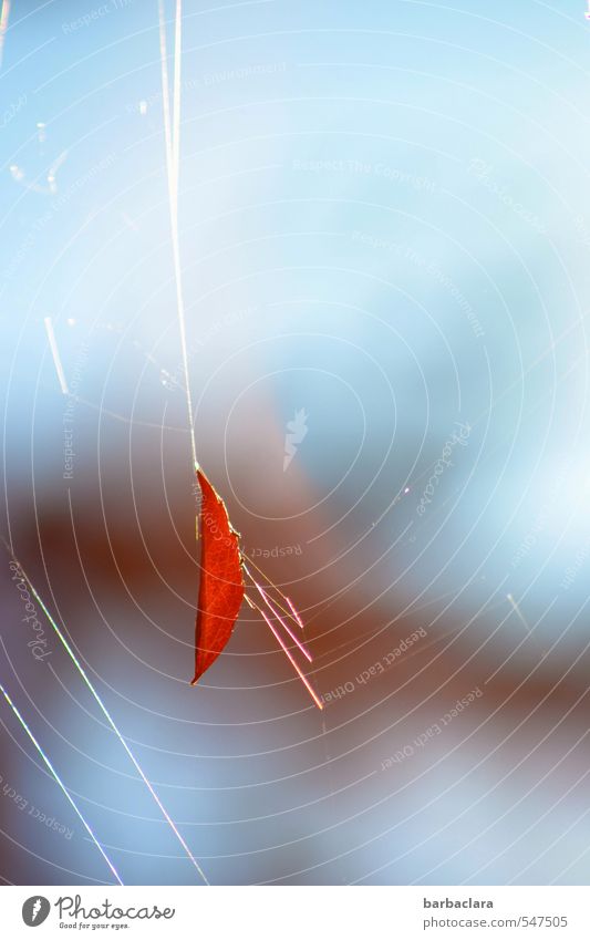 Am seidenen Faden Natur Luft Himmel Sonne Herbst Blatt Spinnennetz Seidenfaden Linie Streifen hängen leuchten außergewöhnlich frei hell blau rot ästhetisch