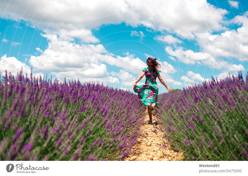 Frankreich, Provence, Plateau von Valensole, Rückenansicht einer Frau, die zwischen Lavendelfeldern im Sommer läuft Sommerzeit sommerlich laufen rennen weiblich
