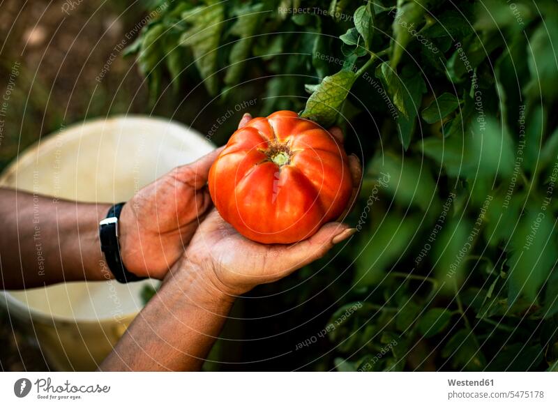 Hände einer Frau halten eine Tomate reif Reife Selbstversorger selbstversorgend Speisetomaten Tomaten Hand Gärtnerin ernten Ernte Selbstversorgung Gemüse