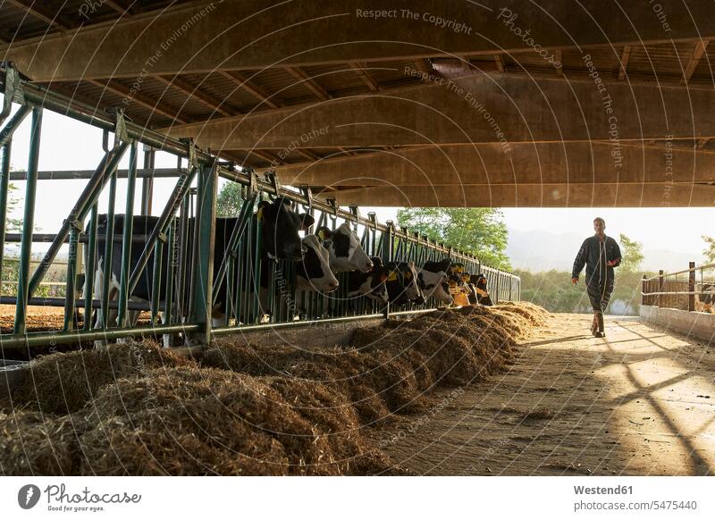 Landwirt geht im Stall von Kühen auf dem Bauernhof Farbaufnahme Farbe Farbfoto Farbphoto Außenaufnahme außen draußen im Freien Tag Tageslichtaufnahme