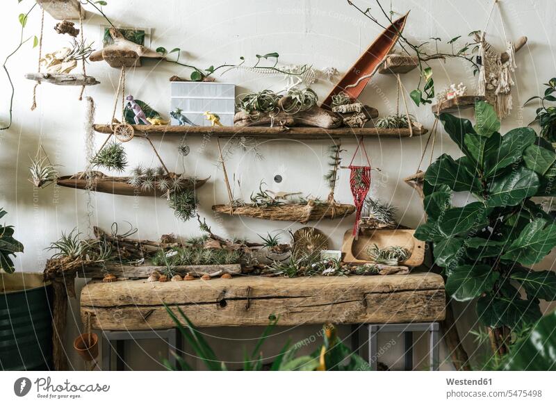 Pflanzensortiment und Dekoration in einem Ausstellungsraum Ablage Regale Innenarchitektur Eingebung Ideen vielfaeltig Vielfaeltigkeit vielfältig Vielfältigkeit