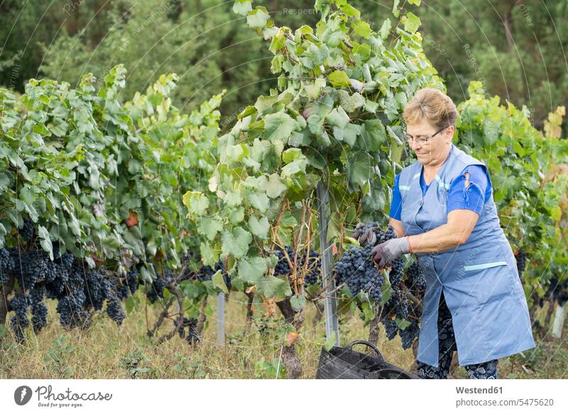 Frau erntet Trauben in einem Weinberg Job Berufe Berufstätigkeit Beschäftigung Jobs Brillen ernten Arbeit freuen zufrieden rote roter rotes Fruechte Früchte