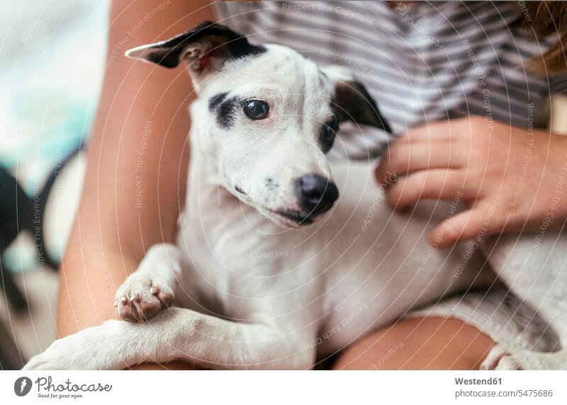 Porträt eines Welpen auf dem Schoß eines Mädchens weiblich Tierportrait Tierporträts Tierportraet Tierportraets Tierportraits Hund Hunde Welfe Welfen Kind