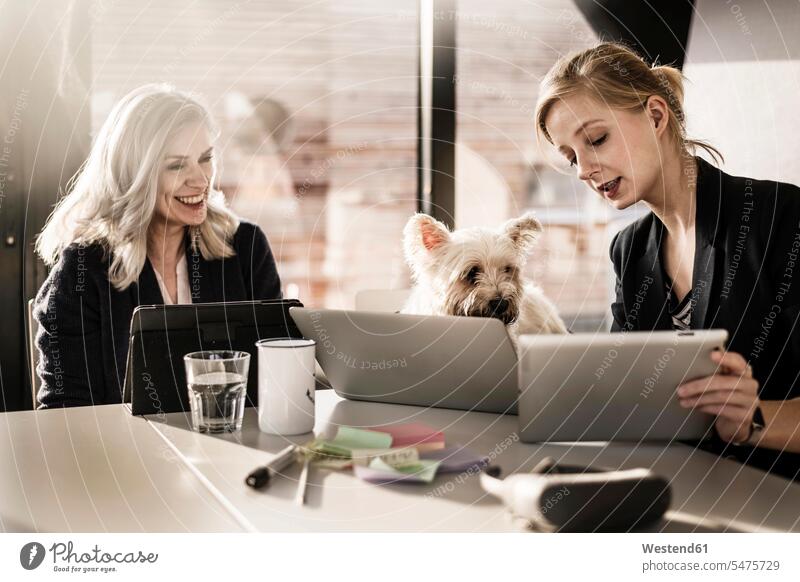 Kollegen sitzen am Schreibtisch, arbeiten, kleiner Hund schaut zu Kollegin Kolleginnen Meeting Business Meeting sitzend sitzt Arbeit Hunde Geschäftsfrau