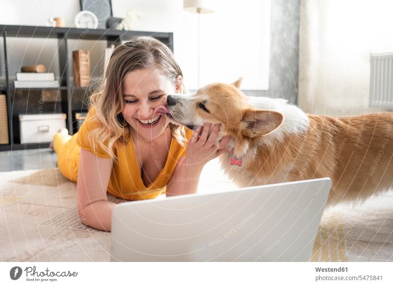 Glückliche Frau mit Laptop im heimischen Wohnzimmer mit Hund, der ihr das Gesicht ableckt Tiere Tierwelt Haustiere Hunde T-Shirts Rechner Laptops Notebook