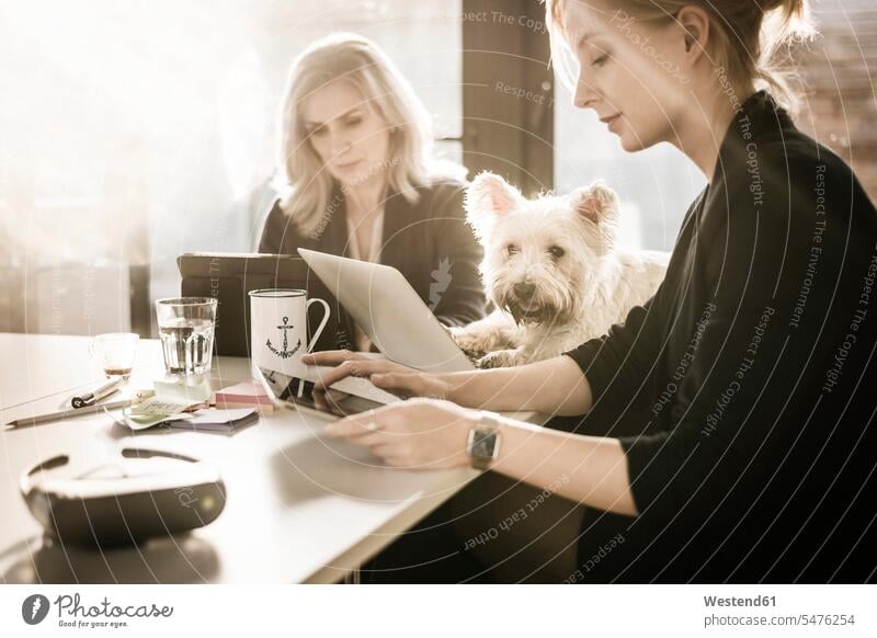 Kollegen sitzen am Schreibtisch, arbeiten, kleiner Hund schaut zu sitzend sitzt Tablet Tablet Computer Tablet-PC Tablet PC iPad Tablet-Computer Meeting