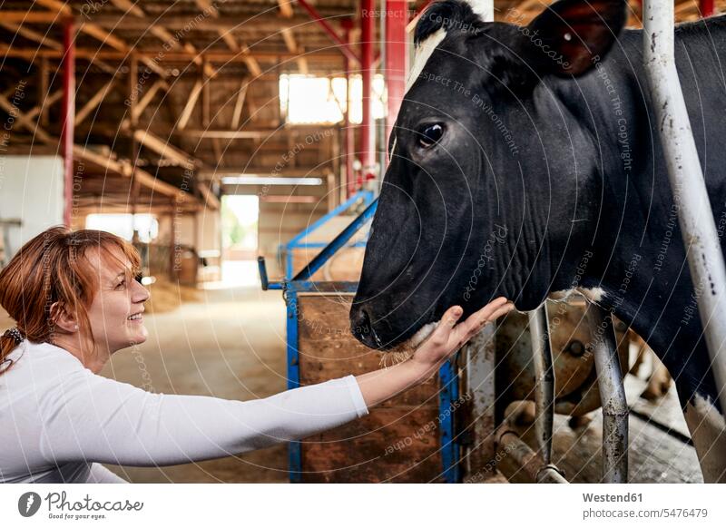 Lächelnde Bäuerin streichelt schwarze Kuh im Milchviehbetrieb Farbaufnahme Farbe Farbfoto Farbphoto Innenaufnahme Innenaufnahmen innen drinnen Tag