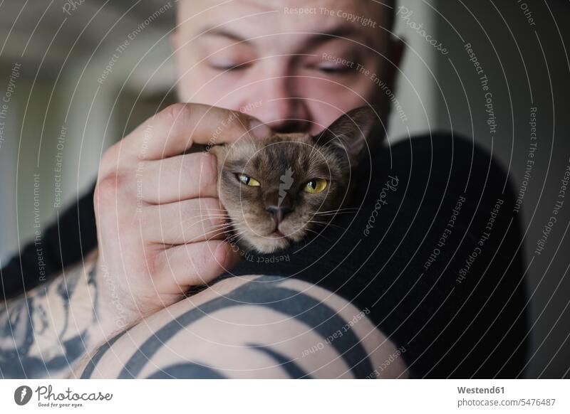 Nahaufnahme eines tätowierten Mannes, der eine burmesische Katze knuddelt Tiere Tierwelt Haustiere Katzen knuddeln schmusen innig daheim zu Hause Muße vertrauen