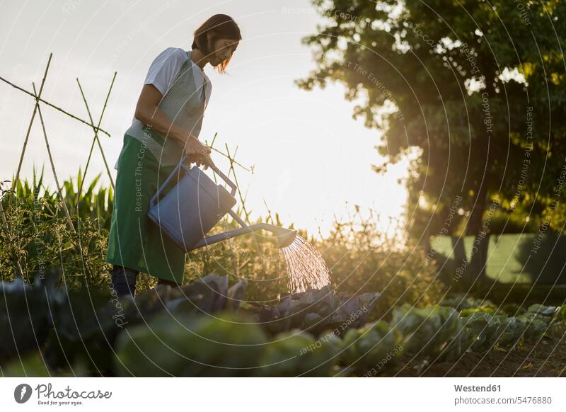 Frau bewässert Gemüsegarten Gartenarbeit Gartenbau Muße Felder außen draußen im Freien am Tag Tagesaufnahme Tagesaufnahmen Tageslicht Tageslichtaufnahme