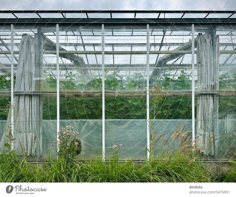 Gewächshaus einer Gemüsegärtnerei Gärtnerei Grmüsegärtnerei Gurkenpflanze Garten Licht Glasscheibe Fenster Wachstum Pflanze Natur Fensterscheibe Pflanzenzucht