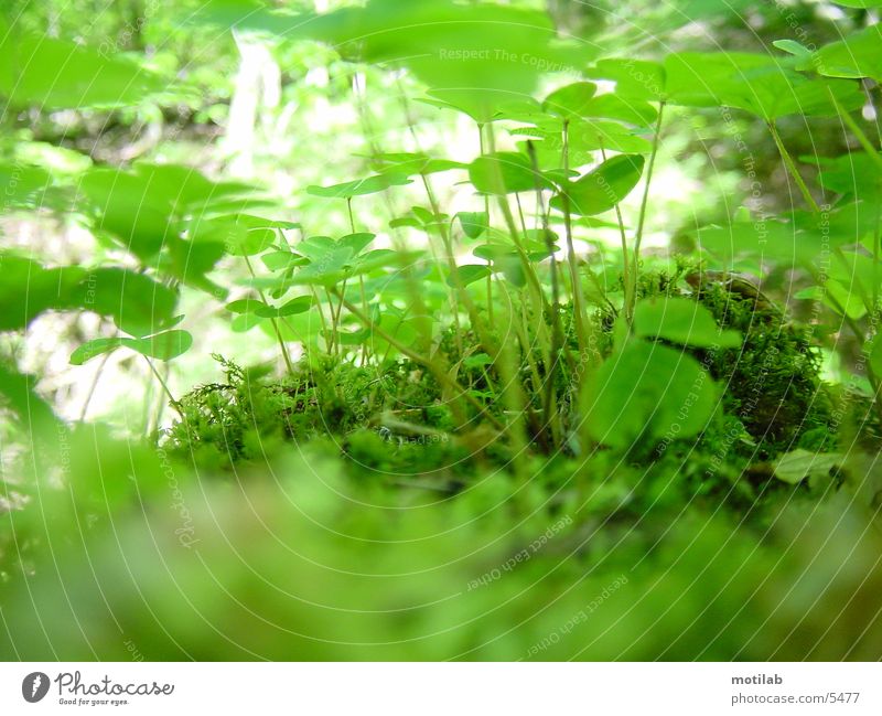 Der Zwerg im Kleeblattland grün Makroaufnahme