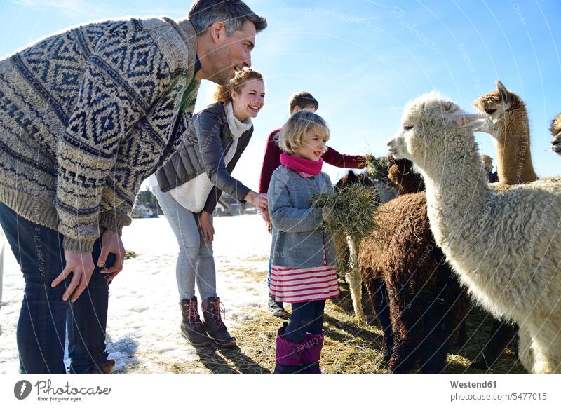 Familie füttert Alpakas mit Heu auf einem Feld im Winter füttern Lama pacos Felder Familien winterlich Winterzeit Lamas Neuweltkamele Kamel Kamele Säugetier