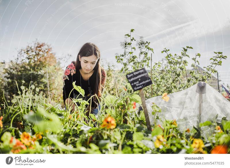 Junge Frau bei der Gartenarbeit Schilder Zeichen Arbeit ernten Gartenbau entwickeln Entwicklungen Wachstum Flora Pflanzen Pflanzenwelt Blumen Blüte blühen