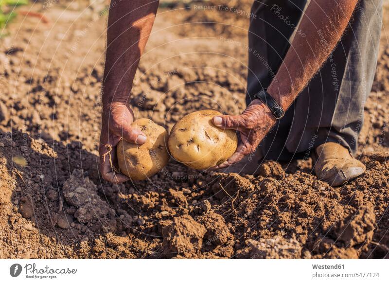 Mann erntet Kartoffeln mit Mistgabel auf einem Feld Leute Menschen People Person Personen Europäisch Kaukasier kaukasisch 1 Ein ein Mensch nur eine Person