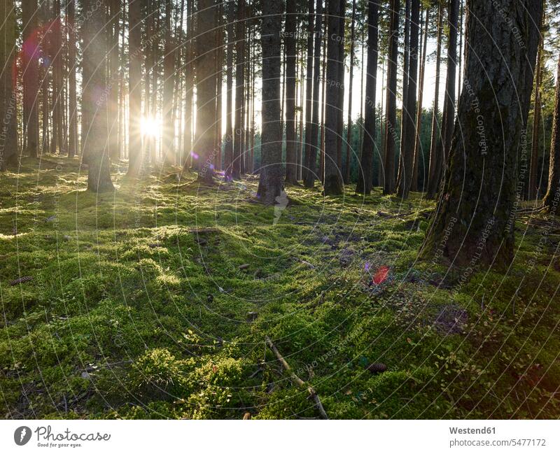 Österreich, Tirol, Lans, Sonnenuntergang beleuchtet moosigen Waldboden Außenaufnahme außen draußen im Freien ländliches Motiv nicht städtisch Landschaft