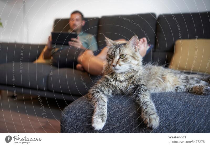 Katze legt sich gegen Mann, der sich zu Hause mit digitalem Tablet auf dem Sofa entspannt Farbaufnahme Farbe Farbfoto Farbphoto Spanien Innenaufnahme