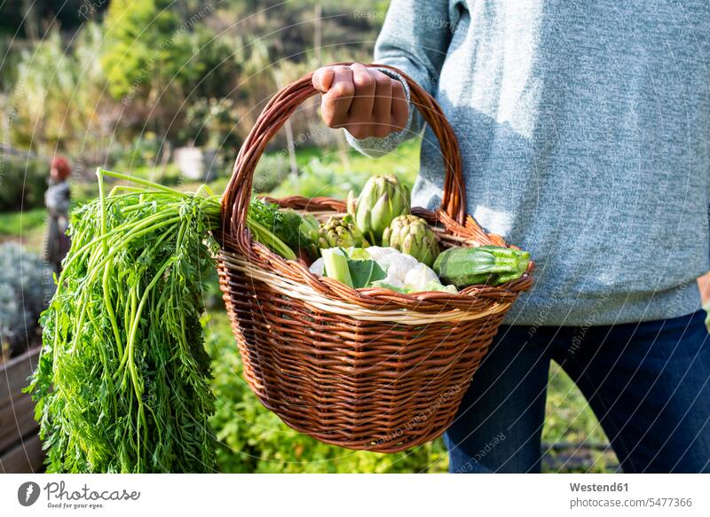 Frau steht auf dem Feld und trägt eine Gemüsekiste Korb Koerbe Körbe bio biologisch organisch Gemuese tragen transportieren Frau mittleren Alters