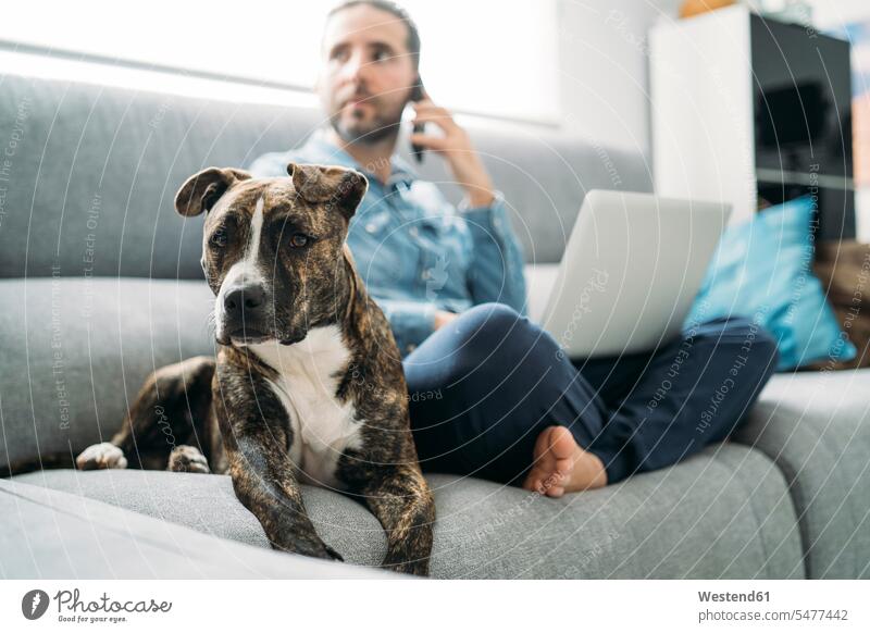 Hund sitzend bei einem Geschäftsmann, der während des Ausbruchs der Coronavirus-Pandemie von zu Hause aus arbeitet, Almeria, Spanien, Europa Farbaufnahme Farbe