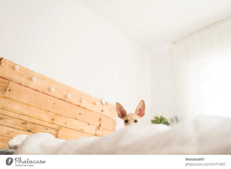 Niedrigen Winkel Porträt von Hund auf dem Bett gegen weiße Wand zu Hause Farbaufnahme Farbe Farbfoto Farbphoto Innenaufnahme Innenaufnahmen innen drinnen