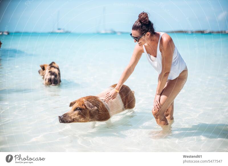 Frau streichelt Schwein, schwimmt im Meer am Pig Beach, Exuma, Bahamas, Karibik Tiere Tierwelt Mammalia Saeugetier Saeugetiere Säugetiere Altweltliche Schweine