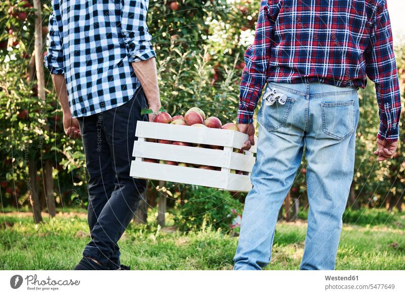 Obstbauern mit voller Apfelkiste, Rückansicht Job Berufe Berufstätigkeit Beschäftigung Jobs Hemden ernten Miteinander Zusammen Stütze stützen unterstützen Essen