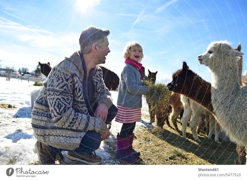 Glücklicher Vater und Tochter füttern Alpakas mit Heu auf einem Feld im Winter Töchter Papas Väter Vati Vatis Papis winterlich Winterzeit Lama pacos Felder