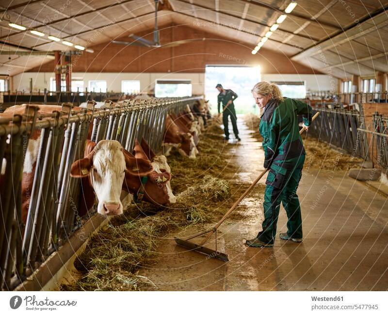 Bäuerin, die im Kuhstall auf einem Bauernhof arbeitet Job Berufe Berufstätigkeit Beschäftigung Jobs Landwirt Landwirte Tiere Tierwelt Mammalia Saeugetier