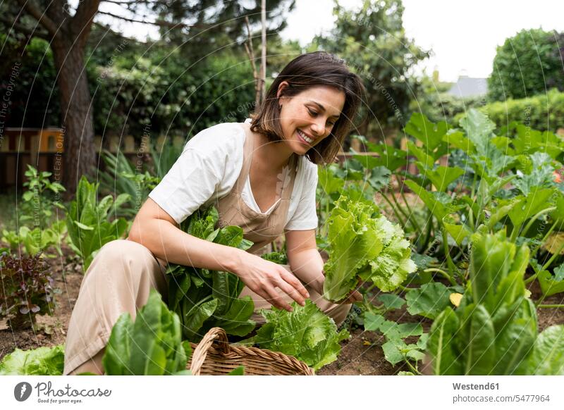 Lächelnde junge Frau pflückt Salat im Gemüsegarten während der Ausgangssperre Farbaufnahme Farbe Farbfoto Farbphoto Spanien Latzhose Außenaufnahme außen draußen